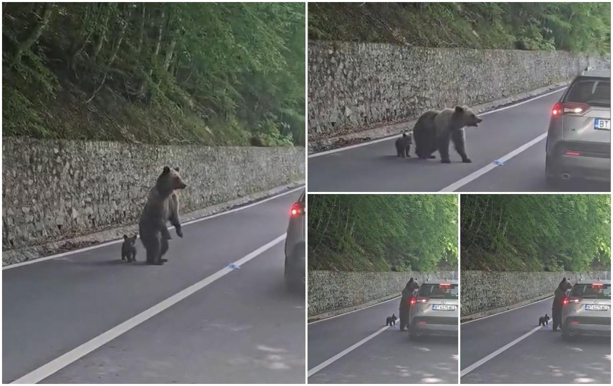 Momentul când ursoaica îl atacă pe turistul bulgar în zona barajului Vidraru. Îl avea alături de puiul său