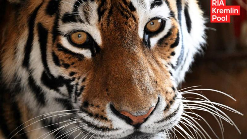 Patru tigri siberieni, darul Rusiei pentru Kazahstan înaintea vizitei lui Putin. Motivul din spatele gestului