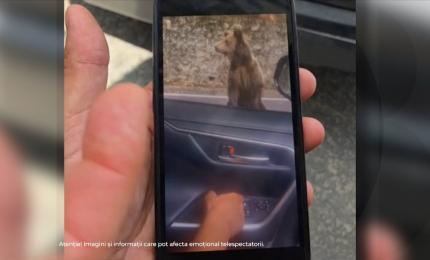Ce amendă a primit turistul bulgar muşcat de urs pe Transfăgărăşan