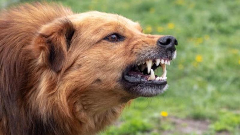 Bărbat din Prahova, cercetat pentul ultraj după ce şi-a asmuţit câinele asupra poliţiştilor. Un agent, muşcat