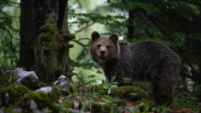 Ursul brun, în pericol să-și piardă statutul de specie protejată. Tanczos Barna cere schimbarea legislației