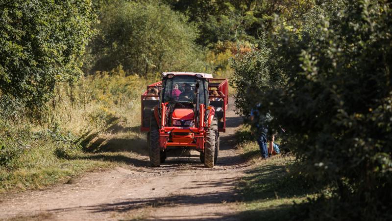 Salariu de 50 € pe zi, cazare şi mese asigurate. Se caută culegători pentru "aurul roşu" dintr-o ţară vecină