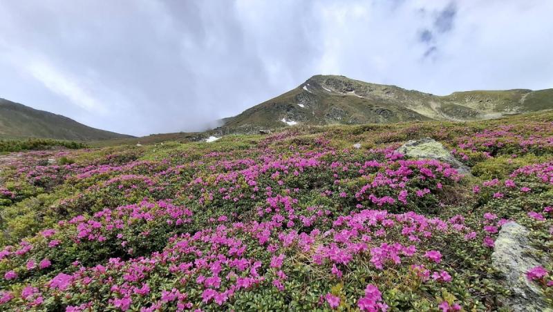 Spectacol roz în Munţii Rodnei. A înflorit o plantă protejată prin lege, iar ruperea florilor este interzisă