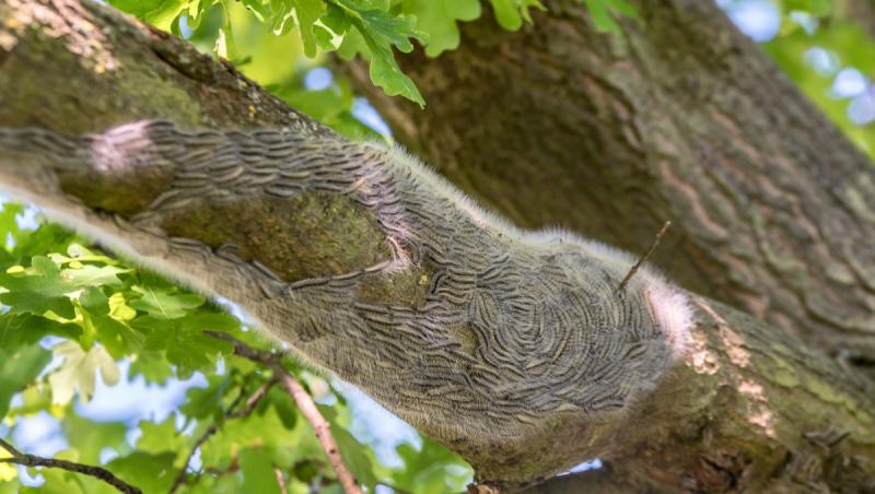Ţara care se confruntă cu o invazie de insecte veninoase. O singură înţepătură poate induce şoc anafilactic