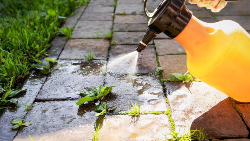 Şapte plante toxice de care trebuie să te fereşti. Ce rişti dacă le atingi sau le consumi accidental