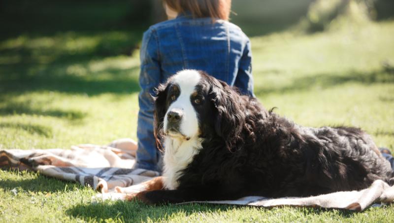 Cum îşi pot proteja stăpânii animalele de companie în perioadele caniculare. Sfaturile medicilor