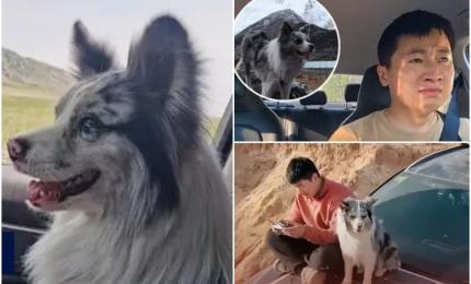 Chutou, câinele cu 1.5 milioane de urmăritori, răpit şi mâncat la un restaurant în China