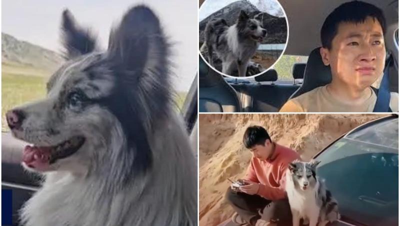 Chutou, câinele cu 1.5 milioane de urmăritori, răpit şi mâncat la un restaurant în China