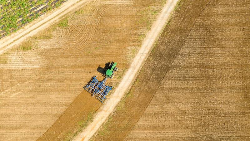 Leguma care a ajuns mai ieftină decât costul de producție. Fermierii români o dau gratis sau o aruncă