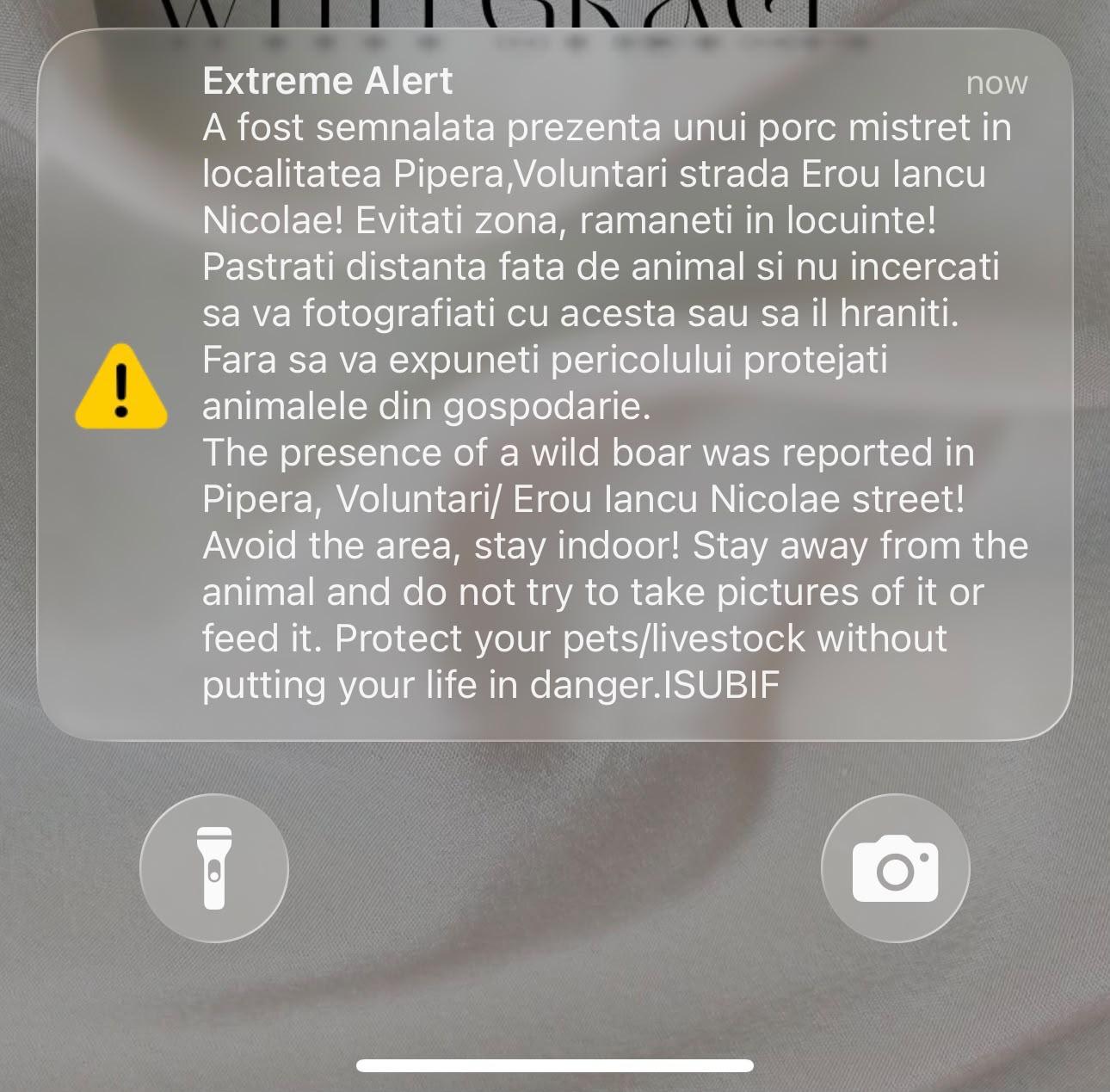 Ro-Alert pentru locuitorii din nordul Capitalei din cauza unui porc mistreţ