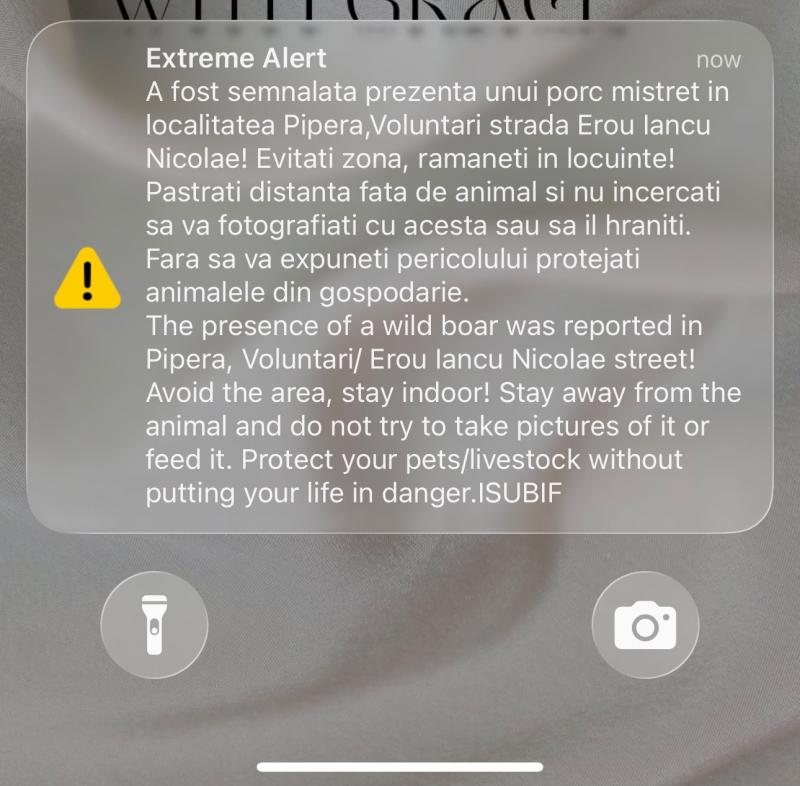 Ro-Alert pentru locuitorii din nordul Capitalei din cauza unui porc mistreţ