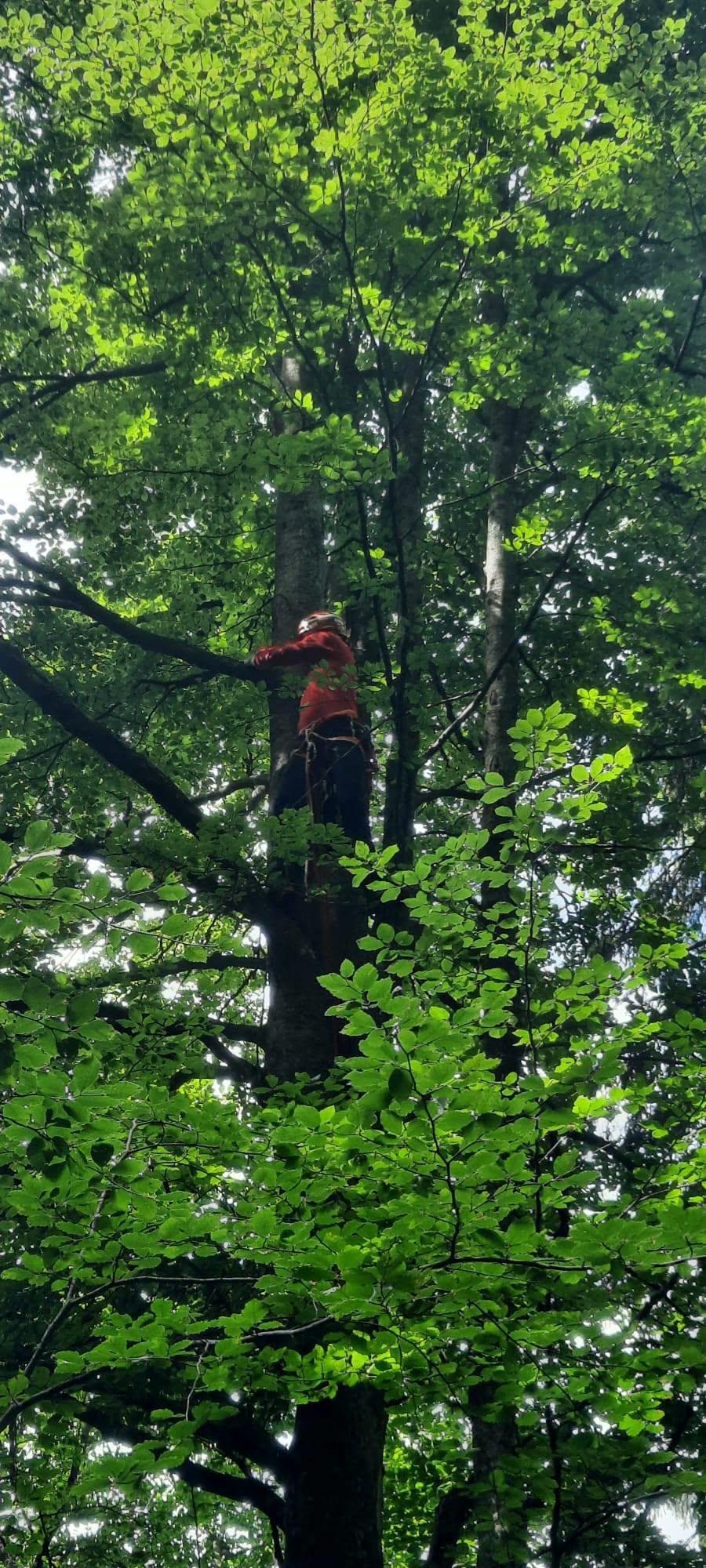 A rămas agățată cu parapanta în copac. A fost coborâtă de la 10 metri de salvamontiștii din Brașov