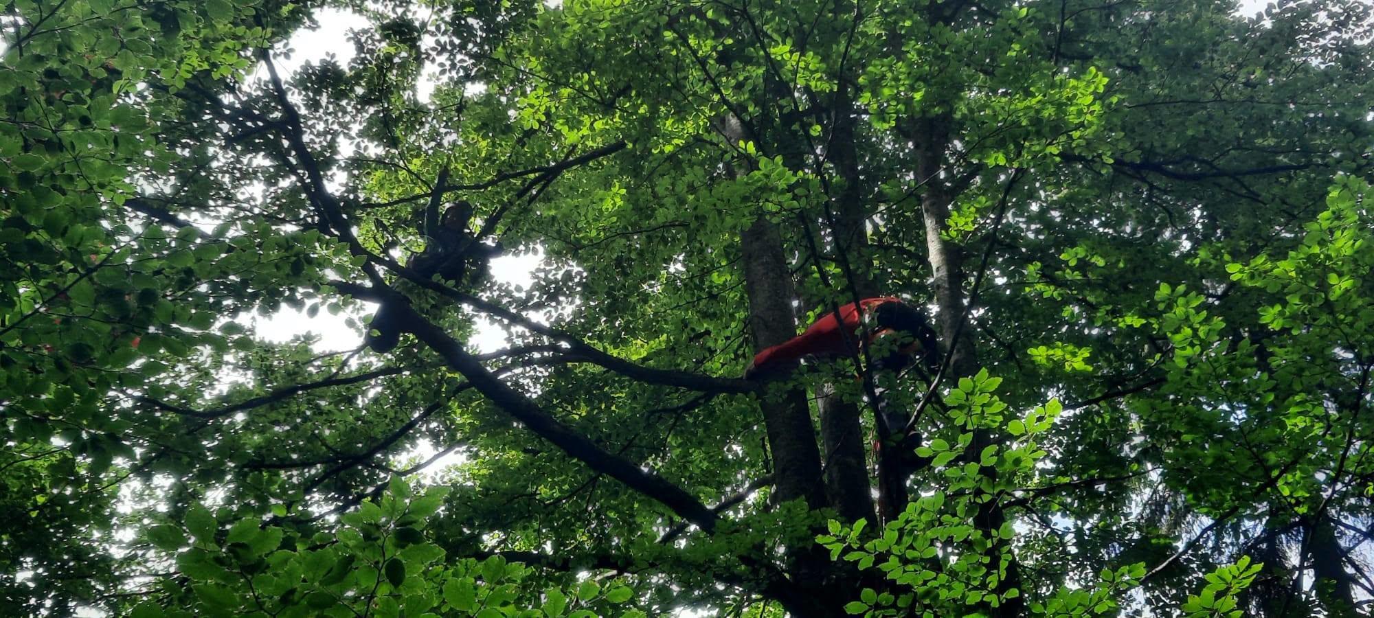 A rămas agățată cu parapanta în copac. A fost coborâtă de la 10 metri de salvamontiștii din Brașov