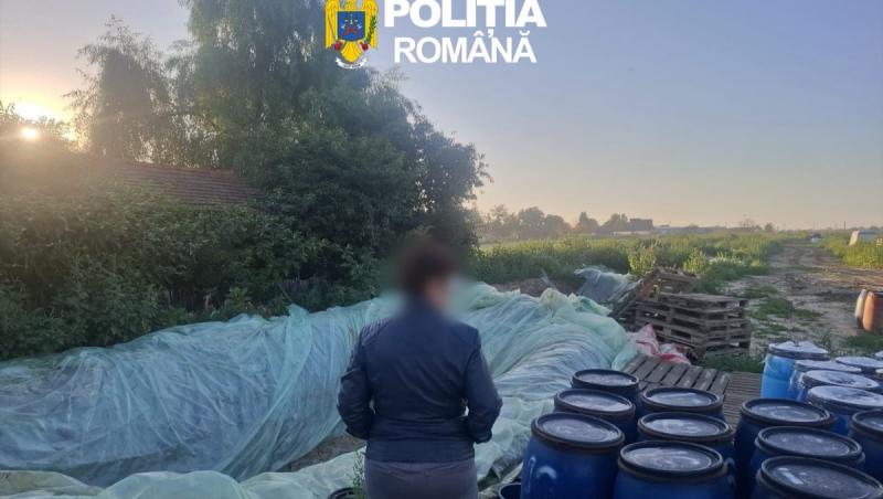 8 tone de varză murată, distruse după ce au fost găsite depozitate în gropi săpate în pământ, în Dâmboviţa