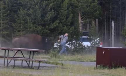 Momentul în care un bizon atacă un turist şi îl aruncă la peste 2 metri înălţime, sub privirile nepotului