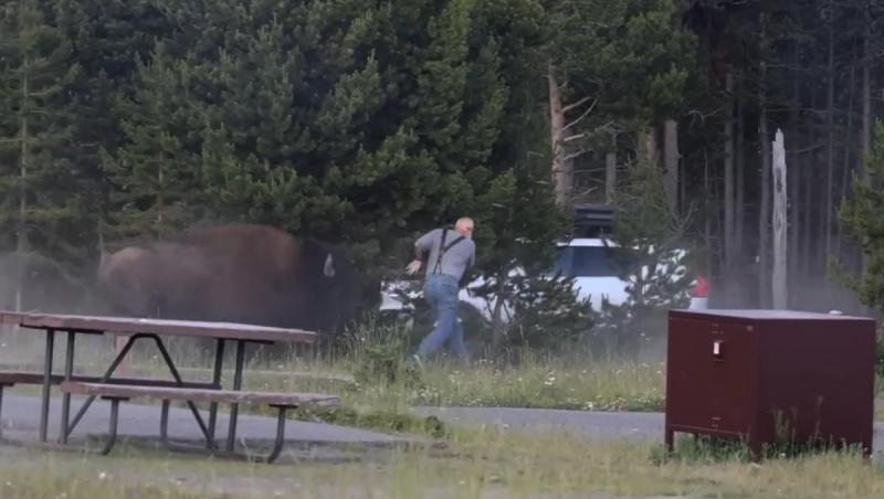 Momentul în care un bizon atacă un turist şi îl aruncă la peste 2 metri înălţime, sub privirile nepotului