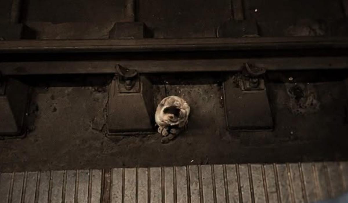 Pisică rătăcită pe șinele metroului, salvată după patru zile de căutări. Animăluţul era speriat şi rănit uşor
