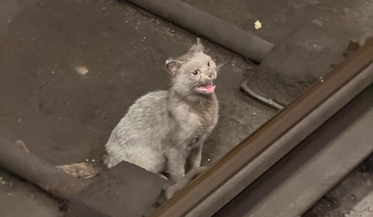 Pisică rătăcită pe șinele metroului, salvată după patru zile de căutări. Animăluţul era speriat şi rănit uşor