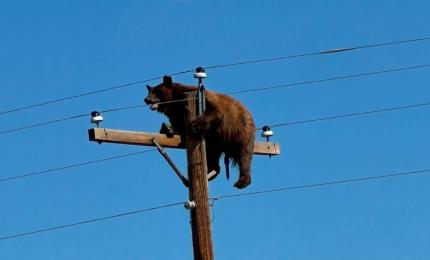 Momentul în care un urs epuizat rămâne captiv pe un stâlp de electricitate. Animalul a murit electrocutat