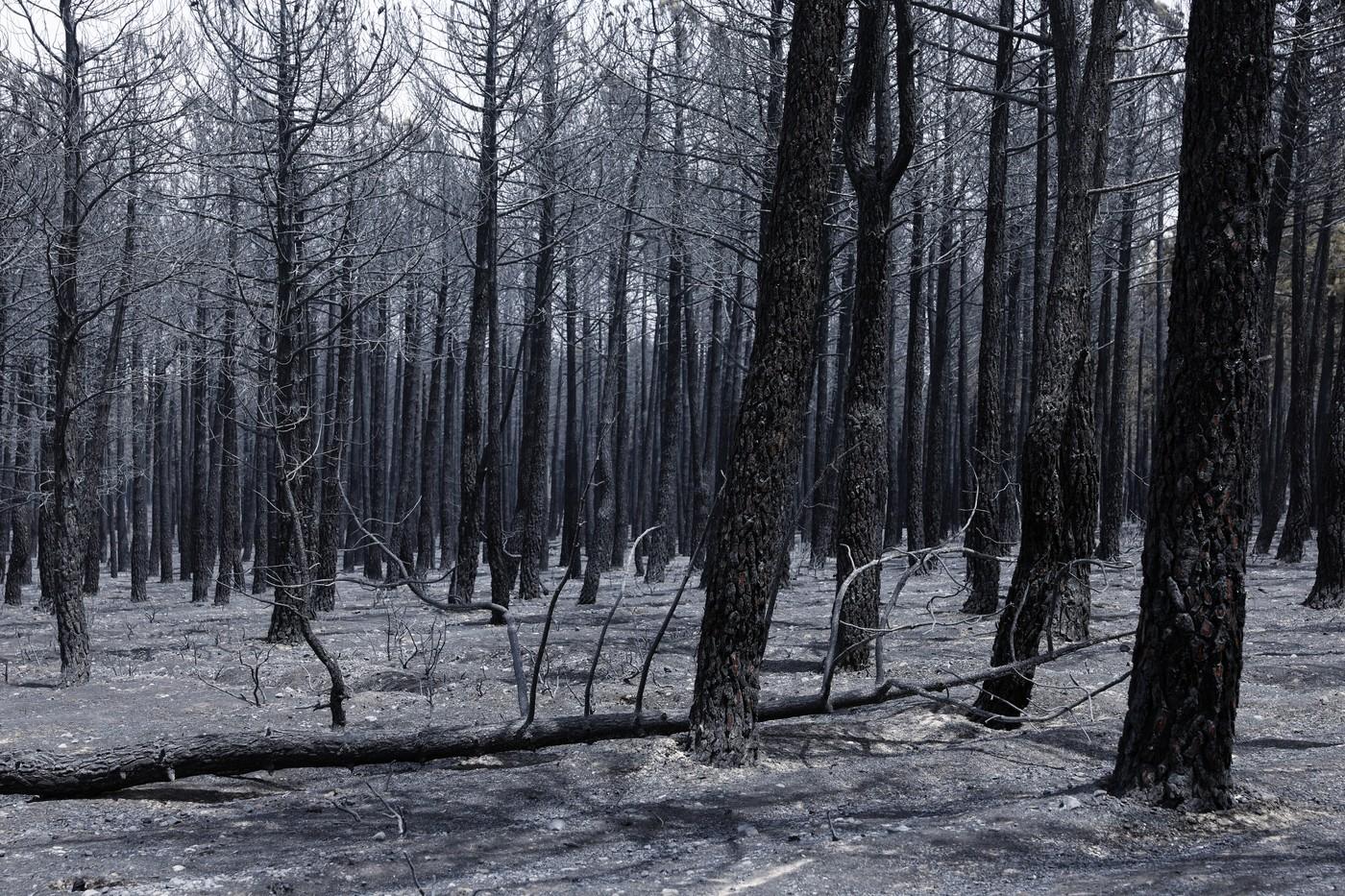 Două oraşe din Spania, în stare de urgenţă din cauza incendiilor masive de vegetaţie