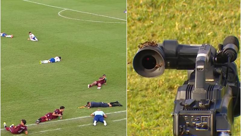 Meci de fotbal întrerupt în Brazilia, după ce un roi uriaş de albine a ajuns în teren