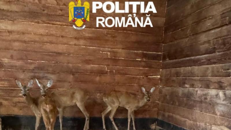 Două căprioare ținute ilegal în captivitate, salvate de poliţiştii sibieni şi predate Grădinii Zoologice