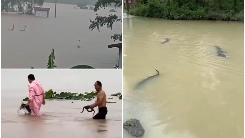 Sute de șerpi au invadat un sat din China. Ploile provocate de taifun au inundat o fermă de reptile