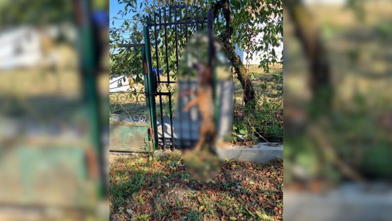 Femeie atacată de șacal pe ulița satului, în județul Vaslui. Victima a fost mușcată de antebraț