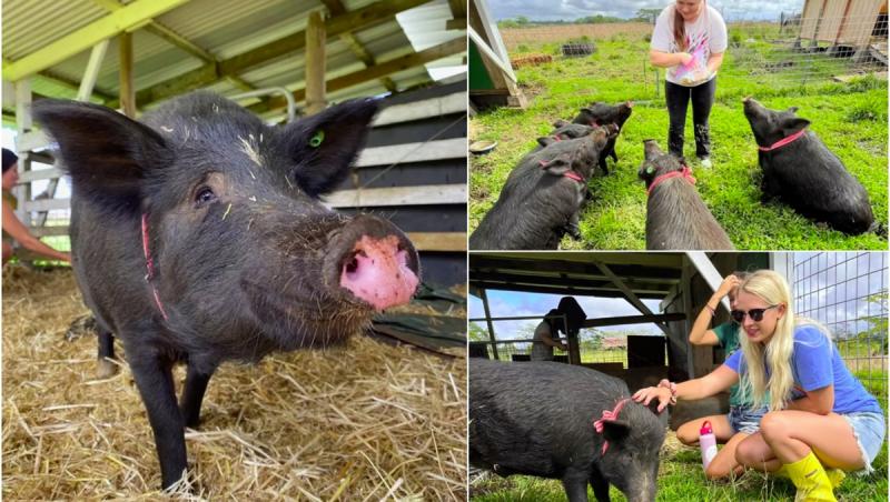 Insula unde poți locui gratis dacă ai grijă de porci. Ce trebuie să faci pentru a primi cazare