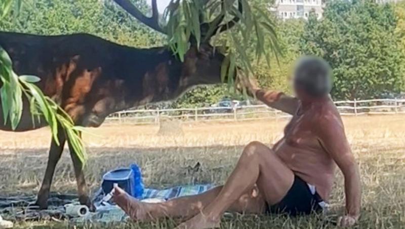 Un cerb a atacat un bărbat aflat la picnic într-un parc din Londra. Animalul a fost eutanasiat