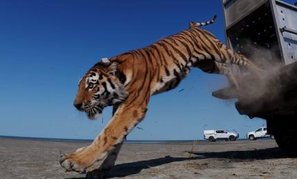 Cum a fost eliberată "Speranţa" în stepa din Kazakhstan. Prima tigroaică din sălbăticie, în 70 de ani