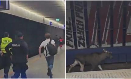 Un elan a blocat trenurile în Varșovia. Animalul a stat două ore pe șine. VIDEO