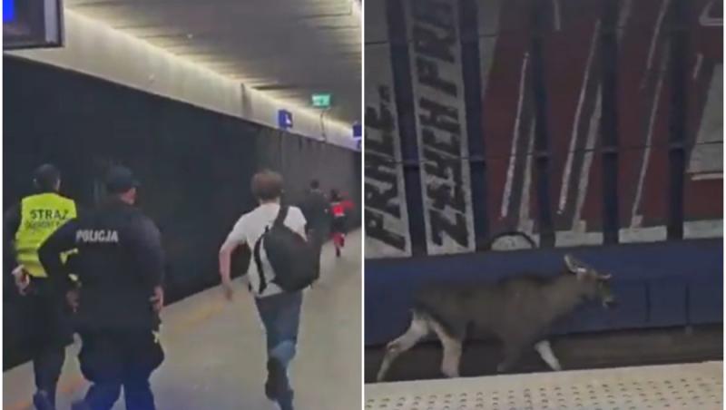 Un elan a blocat trenurile în Varșovia. Animalul a stat două ore pe șine. VIDEO