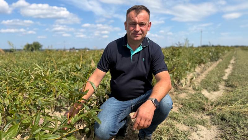 Fermierul care a renunțat la vite pentru bujori. Cultivă 65 de hectare și își vinde producția în Olanda