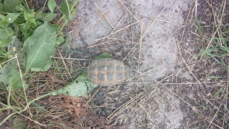 Grenadă din Al Doilea Război Mondial, descoperită într-o instalaţie de procesare a sfeclei de zahăr din Roman
