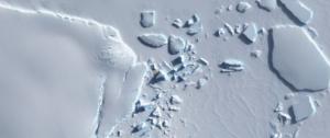 Catastrofa care i-a uluit pe cercetători. De ce au murit 10.000 de pui de pinguini imperiali în decembrie în Antarctica