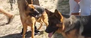 Sute de câini au participat la o expoziţie de frumusețe canină la Bistrița. Animalele au concurat la temperaturi de peste 40 de grade
