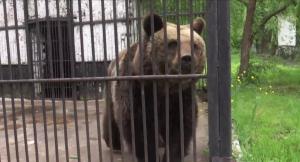 După 38 de ani în captivitate, o ursoaică se va bucura în sfârşit de libertate. În toţi aceşti ani, animalul nu a primit nici măcar un nume