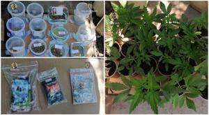 Cannabis, crescut în ghiveci într-un apartament din Buzău. Doi bărbaţi, arestaţi pentru trafic de droguri, în urma percheziţiilor