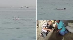 A fost prins rechinul care a mâncat un rus de viu, în Egipt. Resturile tânărului, găsite în stomac. Fiara va fi mumificată
