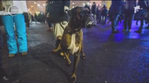 INEDIT! Câinii-protestatari din Piața Victoriei. Au atras atenția și reporterilor de la BBC (VIDEO)