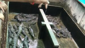 Fetiţă de doi ani, mâncată de vie de crocodilii crescuţi de tatăl ei în spatele casei
