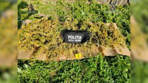 Cultură de cannabis, în lanul de porumb la Neamţ. 1,3 tone de droguri ridicate dintr-o gospodărie. Trei bărbaţi au fost arestaţi preventiv