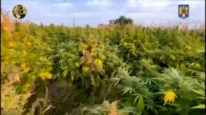 Cultură de cannabis, în lanul de porumb la Neamţ. 1,3 tone de droguri ridicate dintr-o gospodărie. Trei bărbaţi au fost arestaţi preventiv