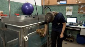 Hidroterapie pentru câinii răniţi sau cu probleme locomotorii. O  ședință de tratament costă între 100 şi 200 de lei
