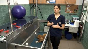 Hidroterapie pentru câinii răniţi sau cu probleme locomotorii. O  ședință de tratament costă între 100 şi 200 de lei