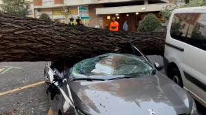 Un copil de 5 ani şi o femeie de 64 de ani au murit în Belgia după ce au fost prinşi sub copacii doborâţi de furtuna Ciaran. Fenomenul extrem "biciuie" Europa