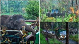 Un elefant sălbatic care a ucis 6 persoane în India, capturat cu ajutorul a 150 de pădurari. Animalul a fost oprit abia după 5 doze de tranchilizant
