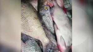 Peste 1.000 de kilograme de peşte confiscate înainte de Duminica Floriilor. Ce nereguli au găsit inspectorii de la Protecţia Consumatorilor
