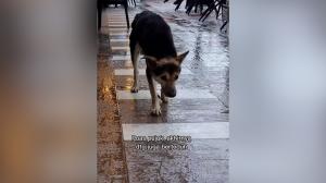 Imagine sfâşietoare: Un câine trist stă în faţa unui magazin în aşteptarea omului drag, în Malaezia. Povestea care a făcut înconjurul internetului